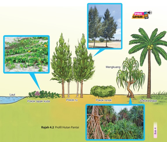 Profil Hutan Pantai